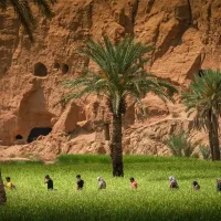 عکس "در میان شالیزار" اثر میلاد سعیدی شیروان