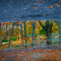 عکس "انعکاس پائیز" اثر ارغوان رضایی